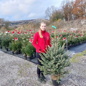 Smrek pichľavý (Picea pungens) ´GLAUCA´ - výška 120-150 cm, kont. C20L